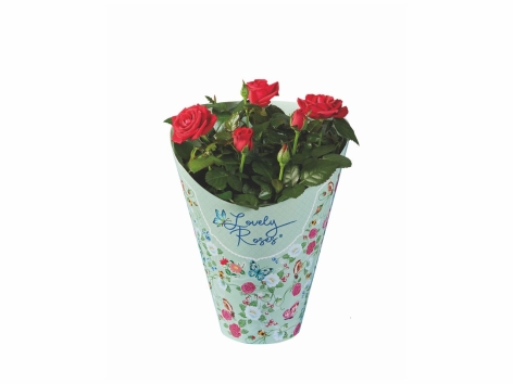 Rosier "Lovely Rose"