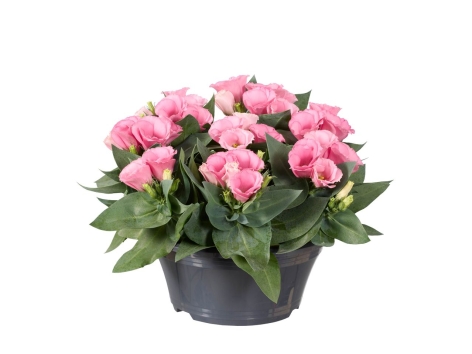 Eustoma en coupe " lisianthus "