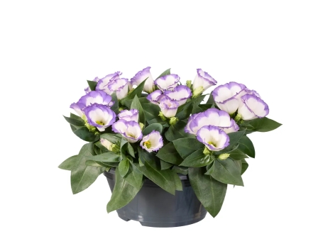 Eustoma en coupe " lisianthus "