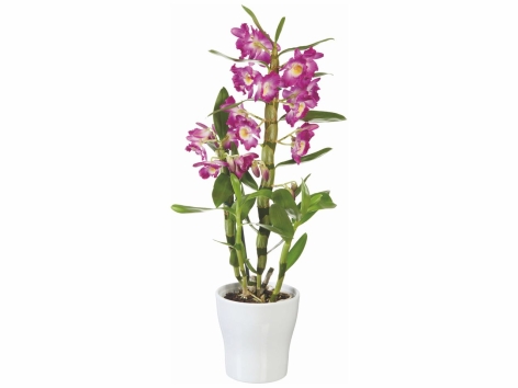 Orchidée dendrobium en pot céramique