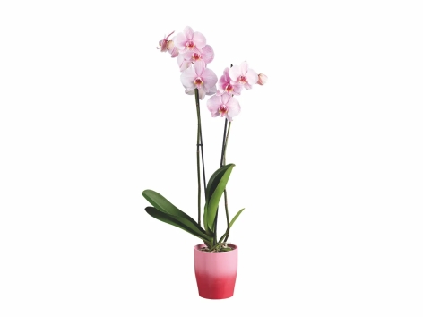 Orchidée royale en pot céramique
