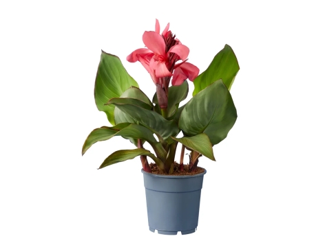 Plante verte en cache pot vintage ou Canna indica