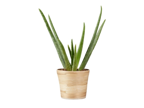 Aloe Vera en pot de bambou