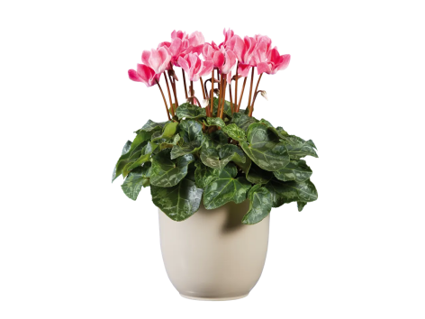 Mini Cyclamen