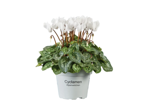 Mini Cyclamen