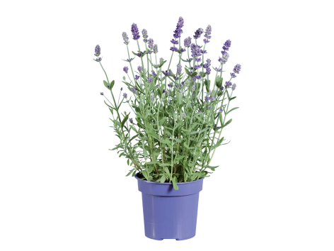 Lavande ou Kalanchoé en vase