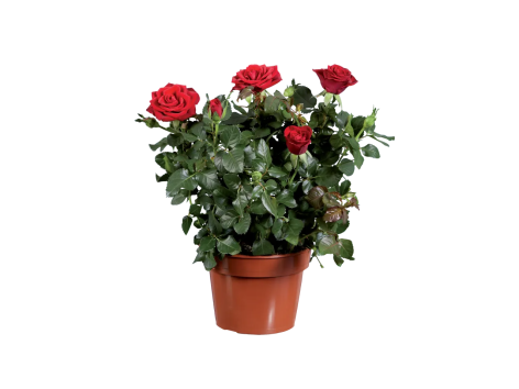 Rosier ou Plante verte en céramique ton bois