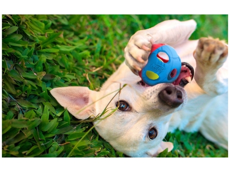 Jouet pour chien