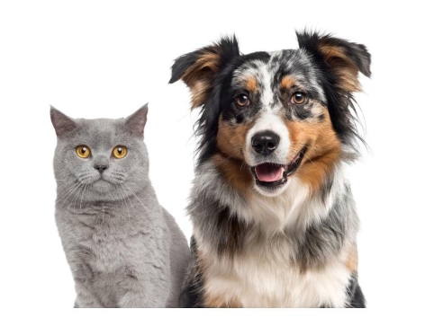 Tondeuse pour animaux