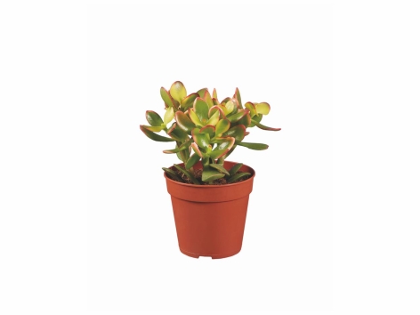 Cactus et succulentes mix